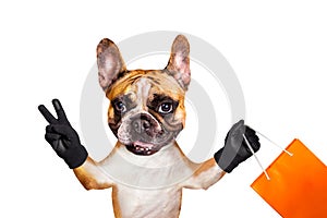 Funny dog ginger french bulldog in a grocery store with an orange bag in hand. Animal isolated on white background