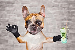 Funny dog ginger french bulldog hold a alcoholic cocktail in a glass in a bar and show a sign approx. Animal on brick wall