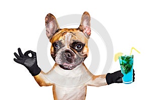 Funny dog ginger french bulldog hold a alcoholic cocktail in a glass in a bar and show a sign approx. Animal isolated on white