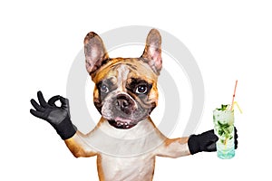 Funny dog ginger french bulldog hold a alcoholic cocktail in a glass in a bar and show a sign approx. Animal isolated on white