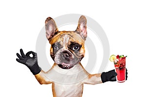 Funny dog ginger french bulldog hold a alcoholic cocktail in a glass in a bar and show a sign approx. Animal isolated on white