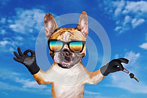 Funny dog ginger french bulldog hold a keys and show a sign approx. Animal on blue sky background