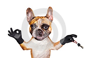 Funny dog ginger french bulldog hold a keys and show a sign approx. Animal isolated on white background