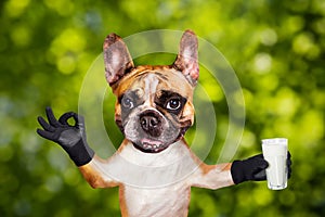 Funny dog ginger french bulldog hold a milk shake in a glass and show a sign approx. Animal on green bokeh background