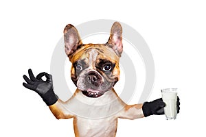 Funny dog ginger french bulldog hold a milk shake in a glass and show a sign approx. Animal isolated on white background