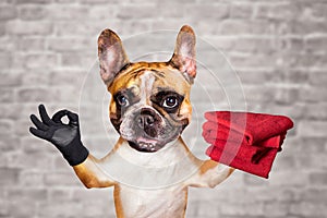 Funny dog ginger french bulldog hold a red towels and show a sign approx. Animal on brick wall background