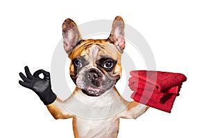 Funny dog ginger french bulldog hold a red towels and show a sign approx. Animal isolated on white background