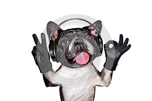 Funny dog ginger french bulldog musician in headphones listening to music. Animal isolated on white background