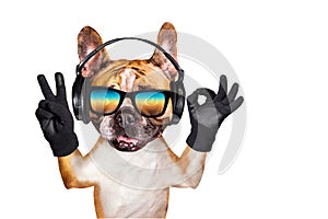 Funny dog ginger french bulldog musician in headphones in sunglasses listening to music. Animal isolated on white background