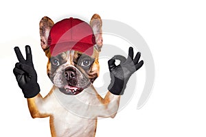 Funny dog ginger french bulldog in a red cap show a sign approx. Animal isolated on white background