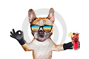 Funny dog ginger french bulldog in sunglasses hold a alcoholic cocktail in a glass in a bar and show a sign approx. Animal