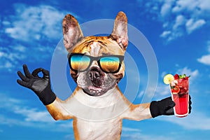 Funny dog ginger french bulldog in sunglasses hold a alcoholic cocktail in a glass in a bar and show a sign approx. Animal on blue