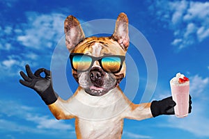 Funny dog ginger french bulldog in sunglasses hold a milkshake in a glass and show a sign approx. Animal on blue sky background