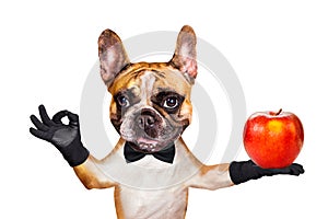 Funny dog ginger french bulldog waiter in a black bow tie hold a Big apple and show a sign approx. Animal isolated on white