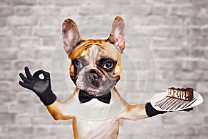 Funny dog ginger french bulldog waiter in a black bow tie hold a dessert pie on a plate and show a sign approx. Animal on brick