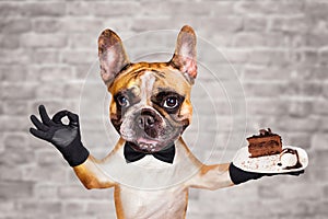 Funny dog ginger french bulldog waiter in a black bow tie hold a dessert pie on a plate and show a sign approx. Animal on brick