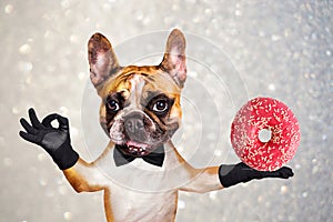 Funny dog ginger french bulldog waiter in a black bow tie hold a donut and show a sign approx. Animal on gray background with