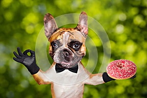 Funny dog ginger french bulldog waiter in a black bow tie hold a donut and show a sign approx. Animal on green bokeh background