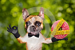 Funny dog ginger french bulldog waiter in a black bow tie hold a donut and show a sign approx. Animal on green bokeh background
