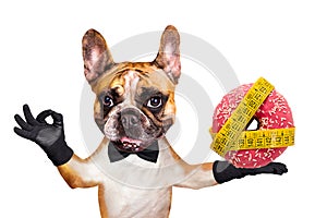 Funny dog ginger french bulldog waiter in a black bow tie hold a donut and show a sign approx. Animal isolated on white background