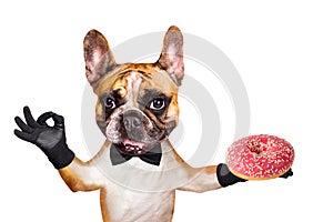 Funny dog ginger french bulldog waiter in a black bow tie hold a donut and show a sign approx. Animal isolated on white background