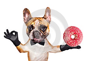 Funny dog ginger french bulldog waiter in a black bow tie hold a donut and show a sign approx. Animal isolated on white background