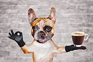 Funny dog ginger french bulldog waiter in a black bow tie hold a glass coffee mug and show a sign approx. Animal on brick wall photo