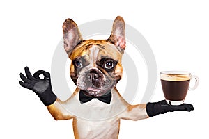 Funny dog ginger french bulldog waiter in a black bow tie hold a glass coffee mug and show a sign approx. Animal isolated on white