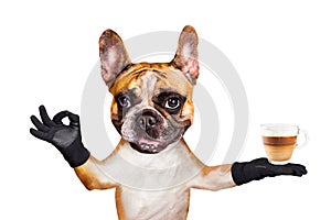 Funny dog ginger french bulldog waiter in a black bow tie hold a glass coffee mug and show a sign approx. Animal isolated on white photo
