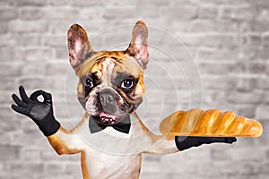 Funny dog ginger french bulldog waiter in a black bow tie hold a loaf in the bakery and show a sign approx. Animal on brick wall