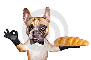 Funny dog ginger french bulldog waiter in a black bow tie hold a loaf in the bakery and show a sign approx. Animal isolated on