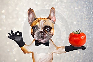 Funny dog ginger french bulldog waiter in a black bow tie hold a red tomato and show a sign approx. Animal on gray background with