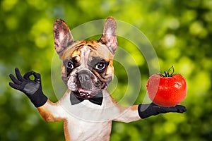 Funny dog ginger french bulldog waiter in a black bow tie hold a red tomato and show a sign approx. Animal on green bokeh