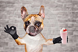 Funny dog ginger french bulldog waiter hold a milkshake in a glass and show a sign approx. Animal on brick wall background