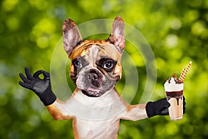 Funny dog ginger french bulldog waiter hold a milkshake in a glass and show a sign approx. Animal on green bokeh background