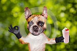 Funny dog ginger french bulldog waiter hold a milkshake in a glass and show a sign approx. Animal on green bokeh background