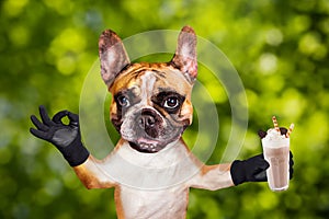 Funny dog ginger french bulldog waiter hold a milkshake in a glass and show a sign approx. Animal on green bokeh background