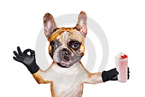 Funny dog ginger french bulldog waiter hold a milkshake in a glass and show a sign approx. Animal isolated on white background