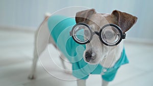 Funny dog in glasses and blue polo shirt looking at camera with attention