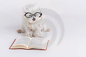 Funny dog with glasses and a book