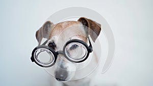 Funny dog in glasses looking to the camera with attention.