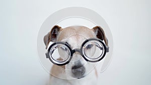 Funny dog in glasses looking to the camera with attention.