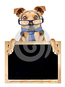 Funny dog glasses tie behind blank blackboard isolated