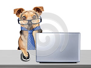 Funny Dog glasses tie working computer laptop desk isolated