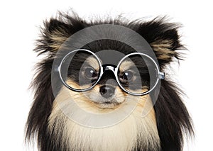 Funny dog with glasses on white background