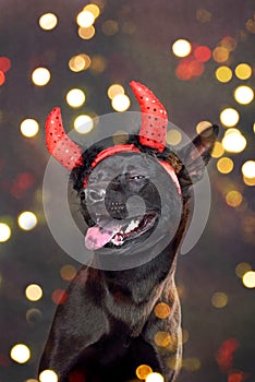 Funny dog on glowing lights background