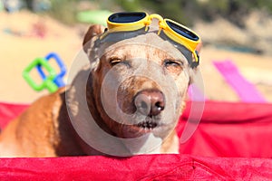 Funny dog with goggles at beach