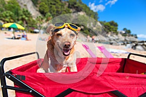 Funny dog with goggles at beach