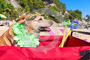 Funny dog with goggles at beach