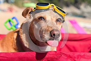 Funny dog with goggles at beach